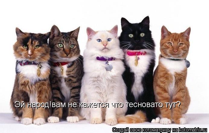 Котоматрица: Эй народ!вам не кажется что тесновато тут?