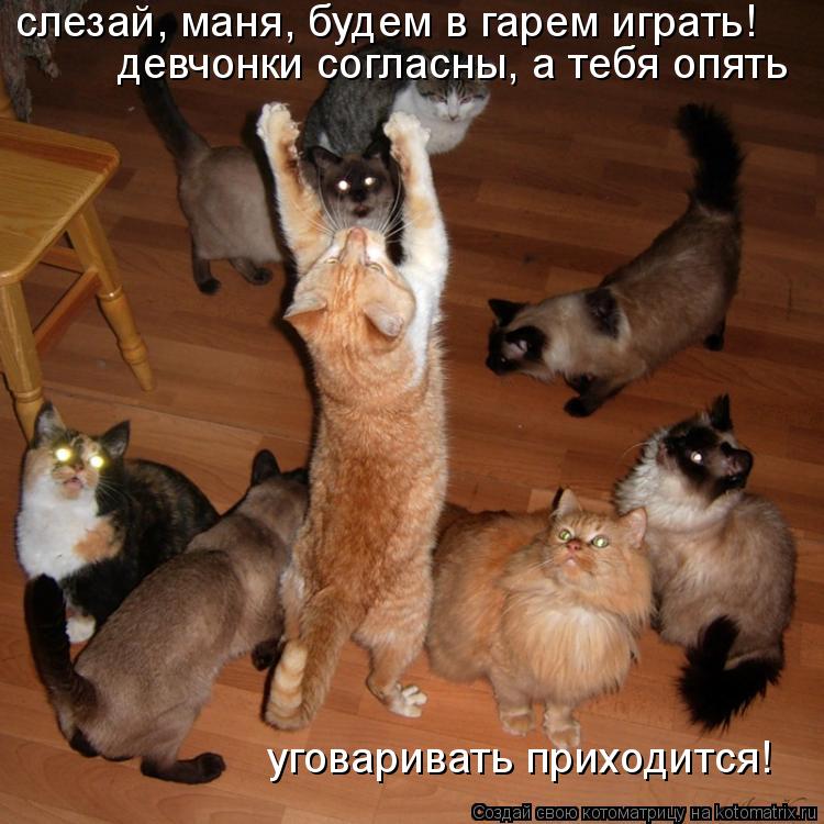 Котоматрица: слезай, маня, будем в гарем играть! девчонки согласны, а тебя опять  уговаривать приходится!