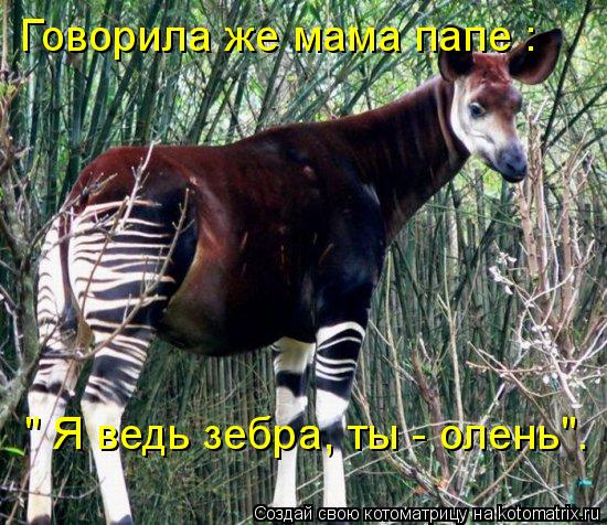 Котоматрица: Говорила же мама папе : " Я ведь зебра, ты - олень".