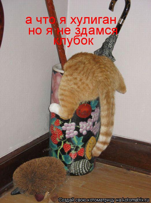 Котоматрица: а что я хулиган но я не здамся клубок