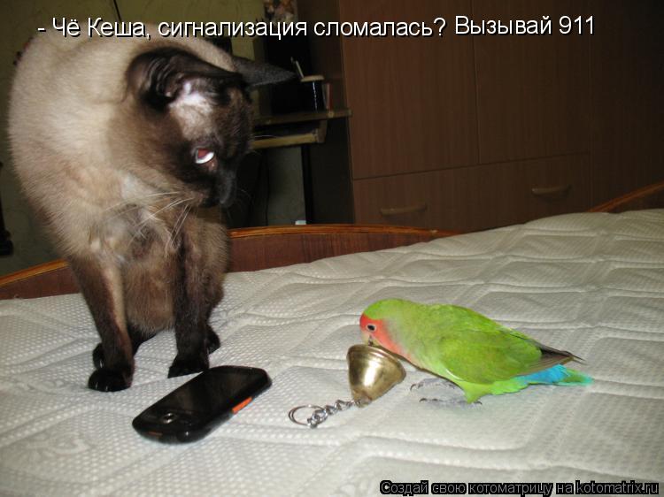 Котоматрица: - Чё Кеша, сигнализация сломалась? Вызывай 911
