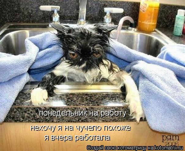 Котоматрица: понедельник на работу нехочу я на чучело похоже  я вчера работала