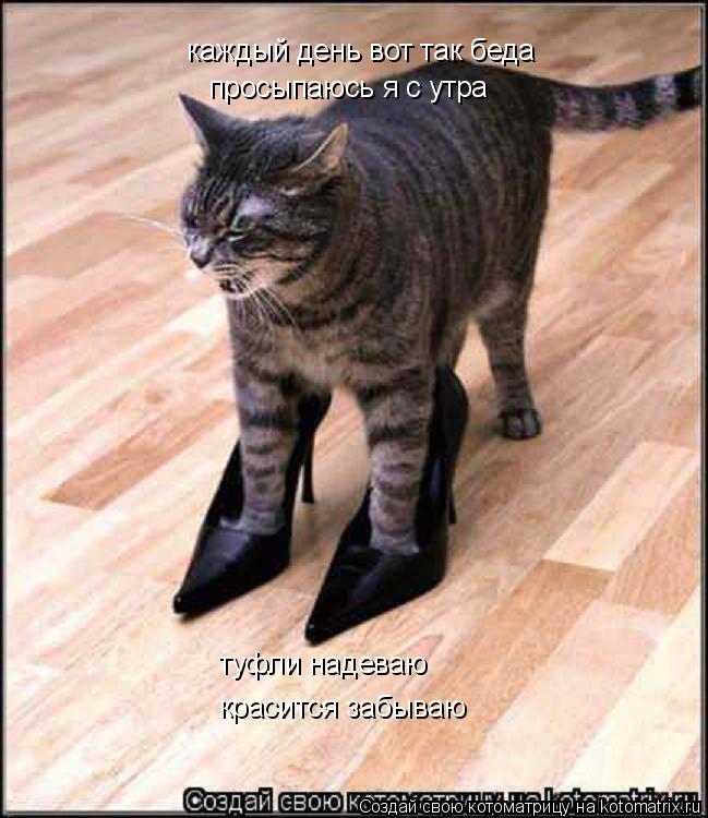 Котоматрица: каждый день вот так беда просыпаюсь я с утра туфли надеваю красится забываю