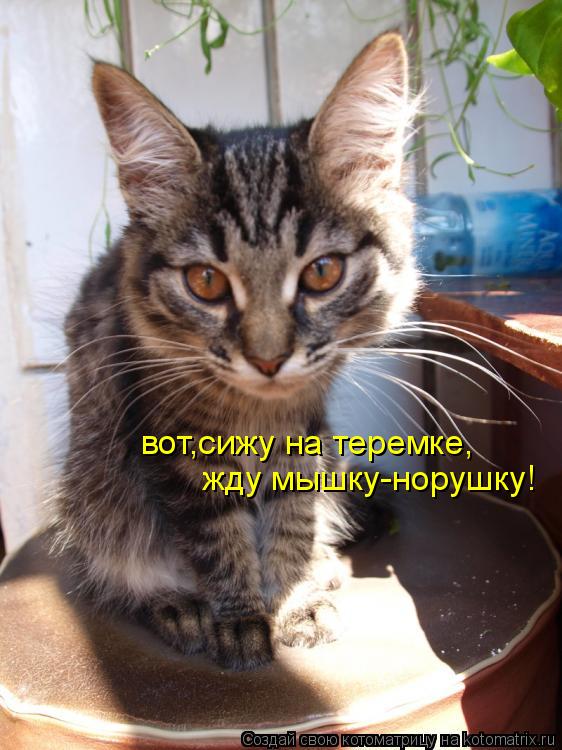 Котоматрица: вот,сижу на теремке, жду мышку-норушку!