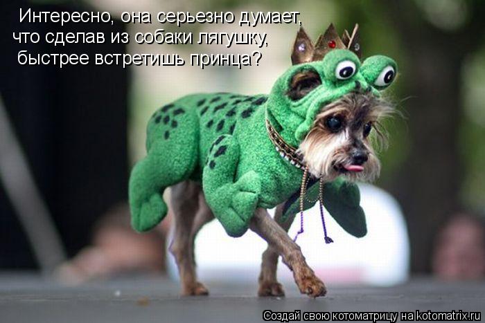 Котоматрица: Интересно, она серьезно думает, что сделав из собаки лягушку, быстрее встретишь принца?