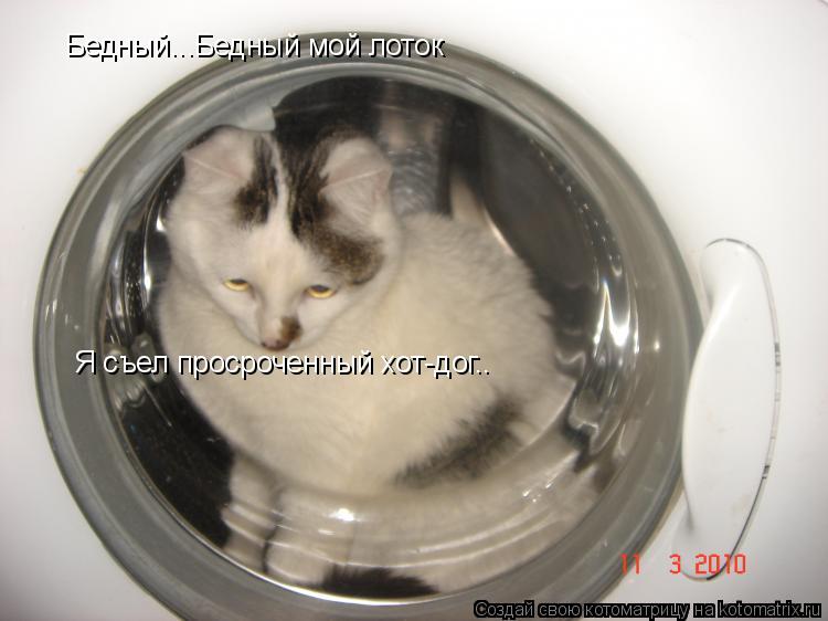 Бедный...Бедный мой лоток Я съел просроченный хот-дог..... Котоматрица: Бедный...Бедный мой лоток Я съел просроченный хот-дог..