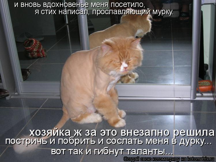 и вновь вдохновенье меня посетило, я стих написал, прославляющий мурку. хозяйка ж за это внезапно р... Котоматрица: и вновь вдохновенье меня посетило, я стих написал, прославляющий мурку. хозяйка ж за это внезапно решила постричь и побрить и сослать меня