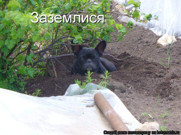 Котоматрица: Заземлися