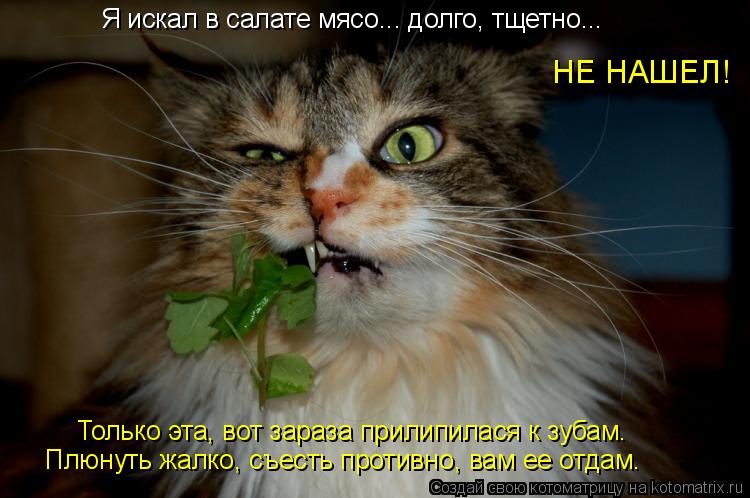 Я искал в салате мясо... долго, тщетно... НЕ НАШЕЛ! Только эта, вот зараза прилипилася к зубам. Плю... Котоматрица: Я искал в салате мясо... долго, тщетно... НЕ НАШЕЛ! Только эта, вот зараза прилипилася к зубам. Плюнуть жалко, съесть противно, вам ее отдам.
