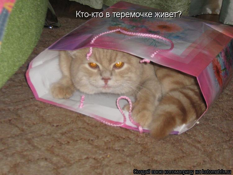 Кто-кто в теремочке живет?... Котоматрица: Кто-кто в теремочке живет?