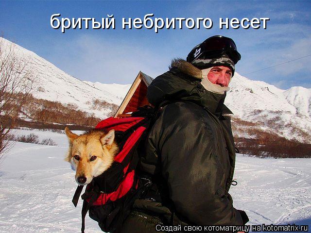 бритый небритого несет... Котоматрица: бритый небритого несет