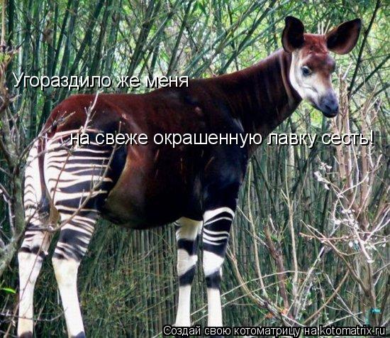 Угораздило же меня на свеже окрашенную лавку сесть!... Котоматрица: Угораздило же меня на свеже окрашенную лавку сесть!