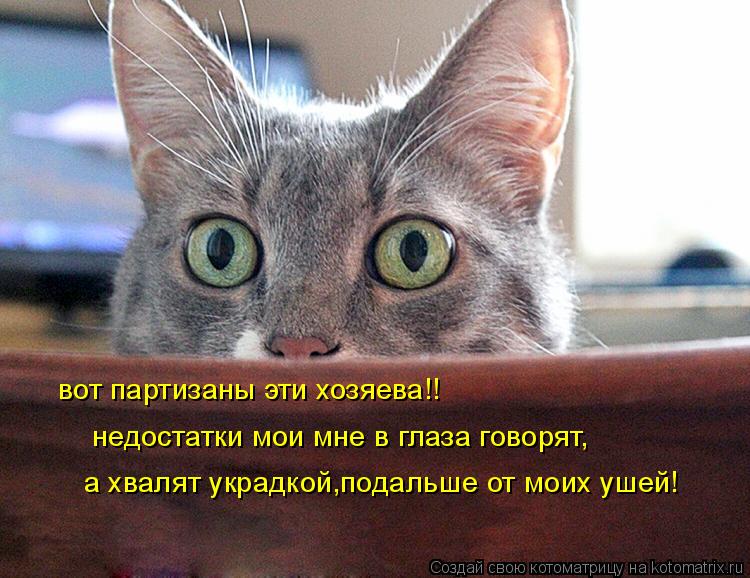 Котоматрица: вот партизаны эти хозяева!! недостатки мои мне в глаза говорят, а хвалят украдкой,подальше от моих ушей!