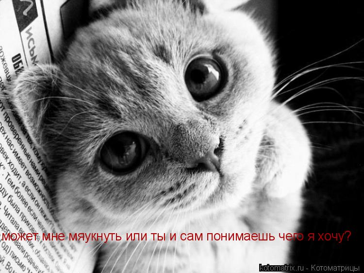 Котоматрица: может мне мяукнуть или ты и сам понимаешь чего я хочу?