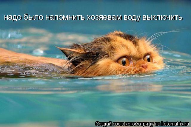 Котоматрица: надо было напомнить хозяевам воду выключить