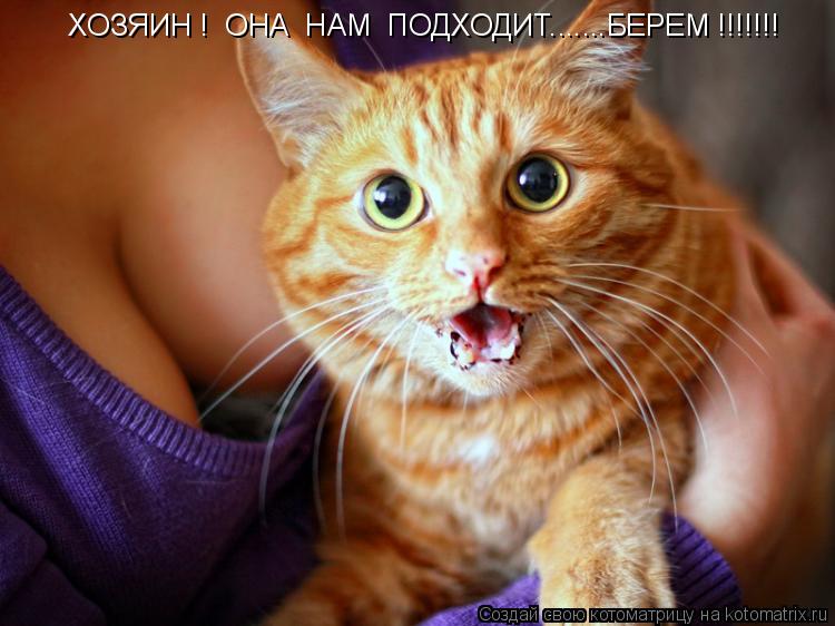 Котоматрица: ХОЗЯИН !  ОНА  НАМ  ПОДХОДИТ.......БЕРЕМ !!!!!!!