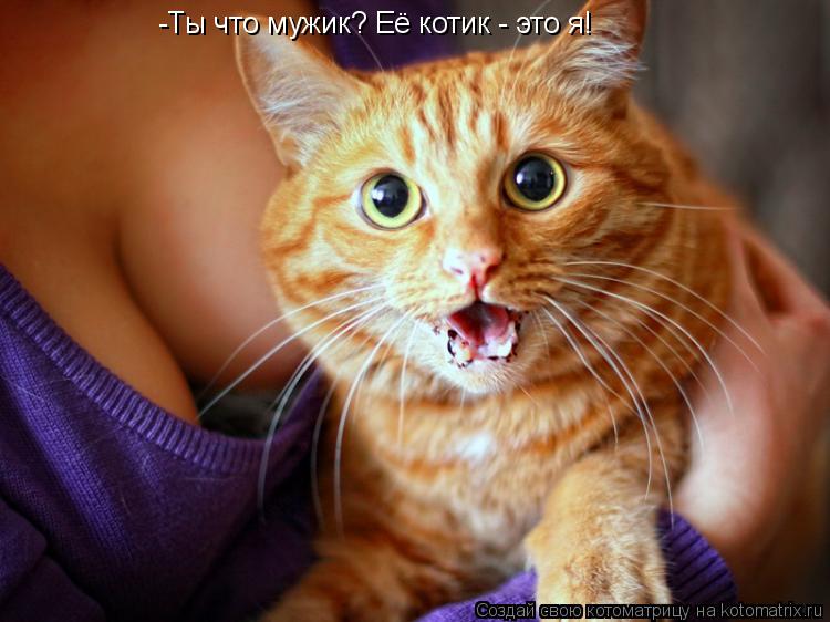 Котоматрица: -Ты что мужик? Её котик - это я!