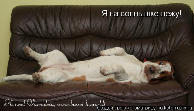 Котоматрица: Я на солнышке лежу!
