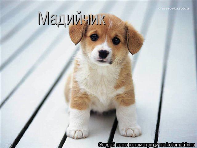 Котоматрица: Мадийчик