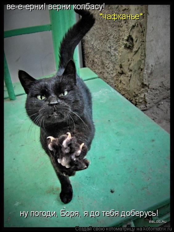 Котоматрица: ве-е-ерни! верни колбасу! *чафканье* ну погоди, Боря, я до тебя доберусь!