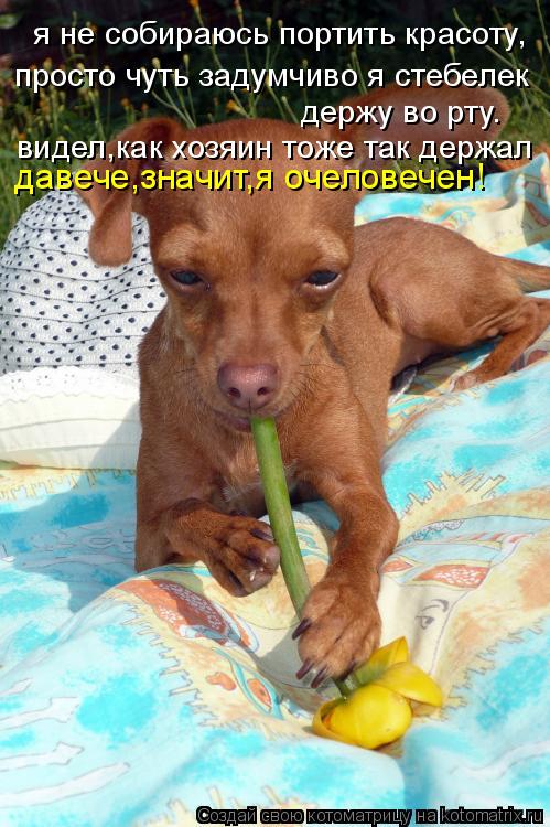 Котоматрица: я не собираюсь портить красоту, просто чуть задумчиво я стебелек держу во рту. видел,как хозяин тоже так держал  давече,значит,я очеловечен!