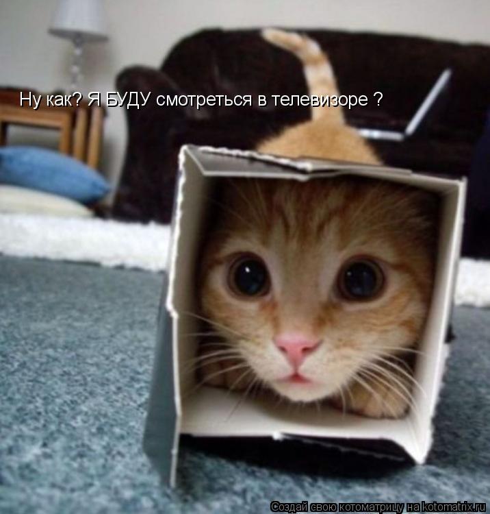 Котоматрица: Ну как? Я БУДУ смотреться в телевизоре ?