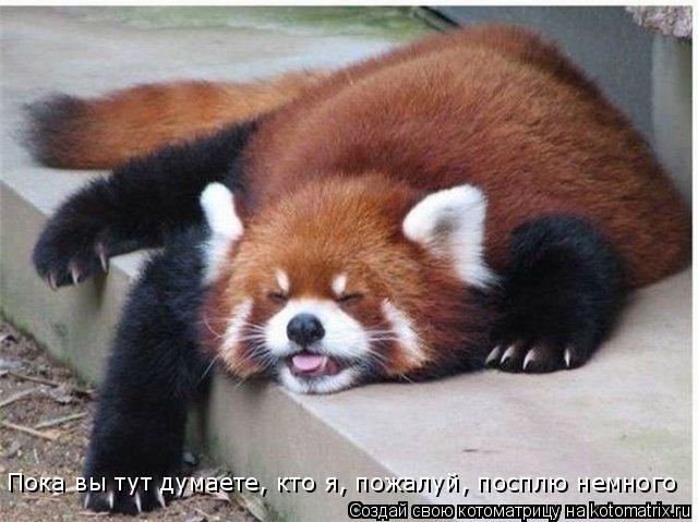 Котоматрица: Пока вы тут думаете, кто я, пожалуй, посплю немного