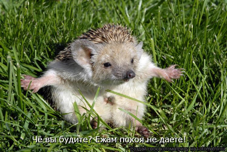 Котоматрица: Чё вы будите? Ежам покоя не даете!