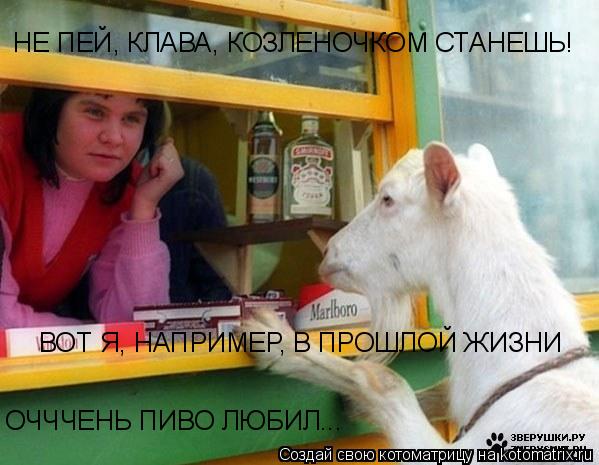 Котоматрица: НЕ ПЕЙ, КЛАВА, КОЗЛЕНОЧКОМ СТАНЕШЬ! ВОТ Я, НАПРИМЕР, В ПРОШЛОЙ ЖИЗНИ ОЧЧЧЕНЬ ПИВО ЛЮБИЛ...