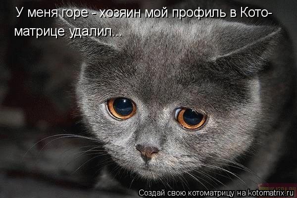Котоматрица: У меня горе - хозяин мой профиль в Кото- матрице удалил...