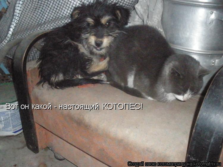 Котоматрица: Вот он какой - настоящий  КОТОПЕС!