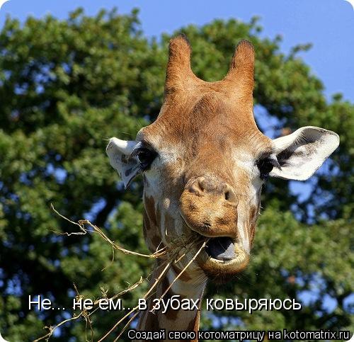 Котоматрица: Не... не ем...в зубах ковыряюсь