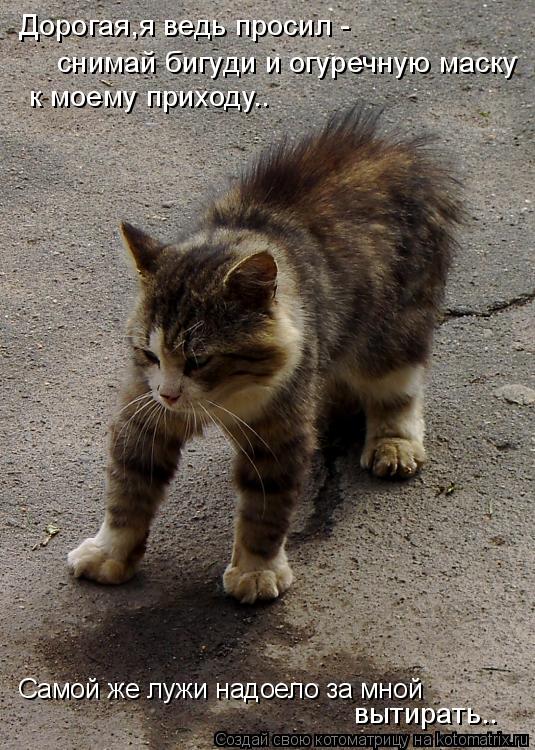 Котоматрица: снимай бигуди и огуречную маску  к моему приходу.. Самой же лужи надоело за мной вытирать.. Дорогая,я ведь просил -