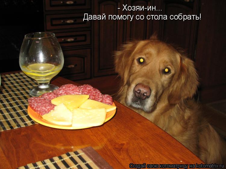 Котоматрица: - Хозяи-ин... Давай помогу со стола собрать!