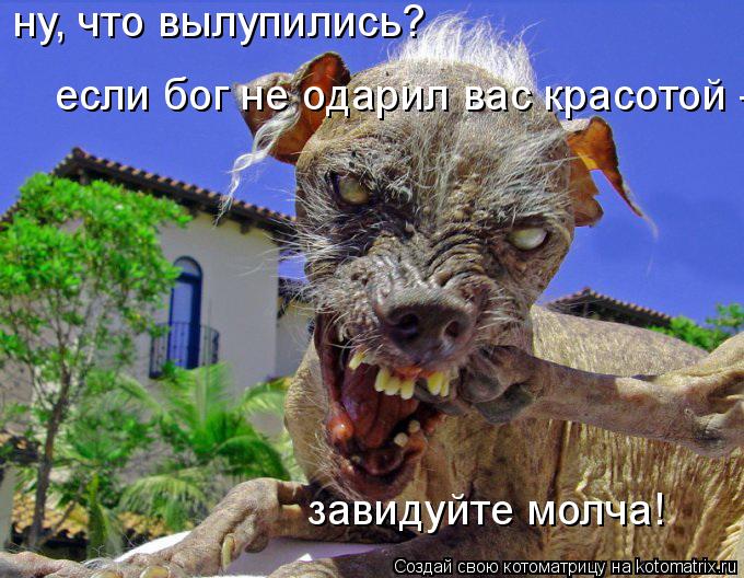 Котоматрица: ну, что вылупились? если бог не одарил вас красотой -  завидуйте молча!