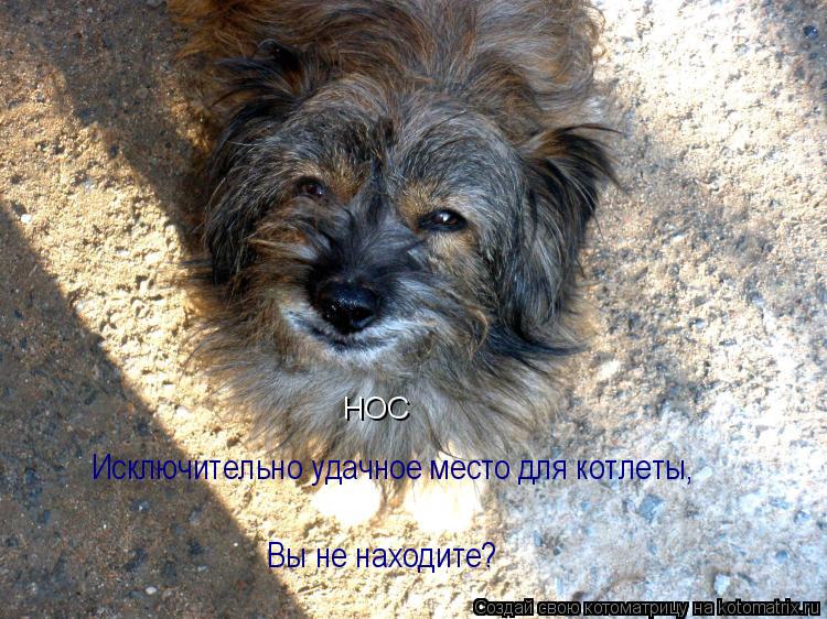 Котоматрица: Исключительно удачное место для котлеты,  Вы не находите? НОС