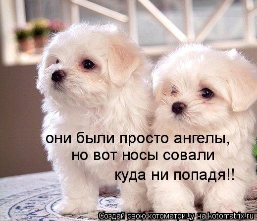 Котоматрица: они были просто ангелы, но вот носы совали  куда ни попадя!!