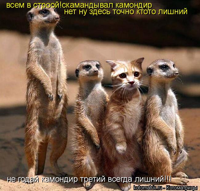 Котоматрица: всем в строой!скамандывал камондир нет ну здесь точно ктото лишний не годай камондир третий всегда лишний!!!