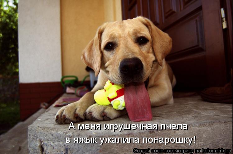 Котоматрица: А меня игрушечная пчела  в яжык ужалила понарошку!