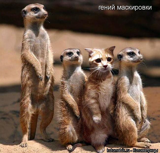 гений маскировки... Котоматрица: гений маскировки