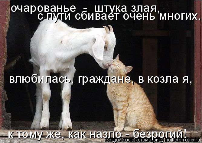 Котоматрица: очарованье  -  штука злая,  с пути сбивает очень многих. влюбилась, граждане, в козла я,  к тому же, как назло - безрогий!