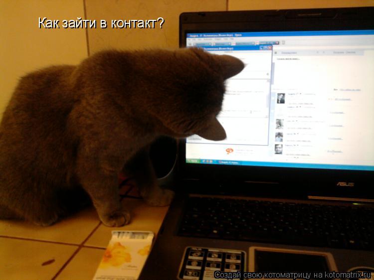 Котоматрица: Как зайти в контакт?