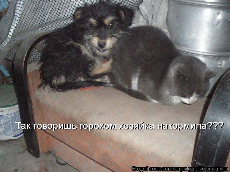 Котоматрица: Так говоришь горохом хозяйка накормила???
