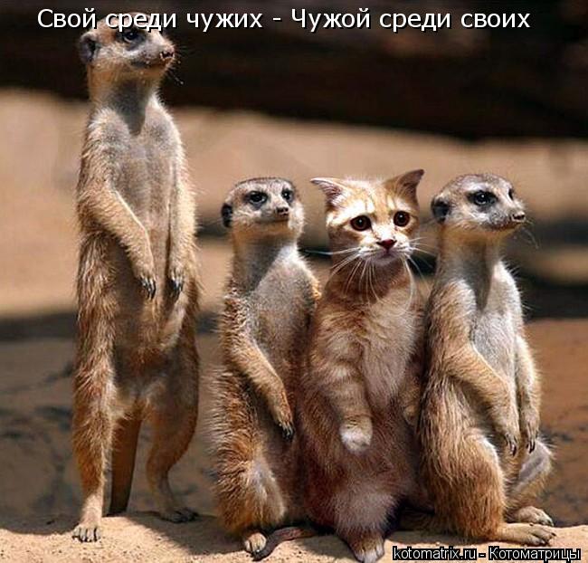 Котоматрица: Свой среди чужих - Чужой среди своих