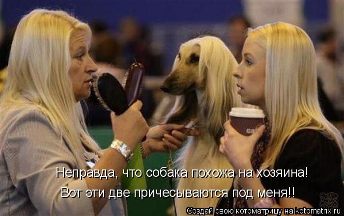 Неправда, что собака похожа на хозяина! Вот эти две причесываются под меня!!... Котоматрица: Неправда, что собака похожа на хозяина! Вот эти две причесываются под меня!!