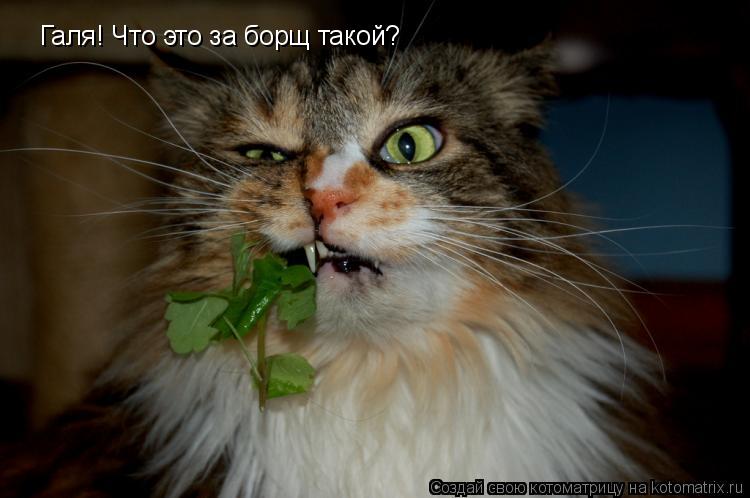 Галя! Что это за борщ такой?... Котоматрица: Галя! Что это за борщ такой?