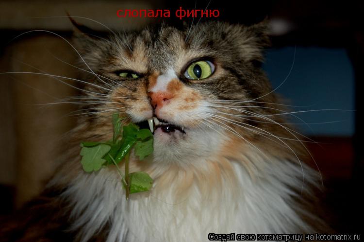 слопала фигню... Котоматрица: слопала фигню