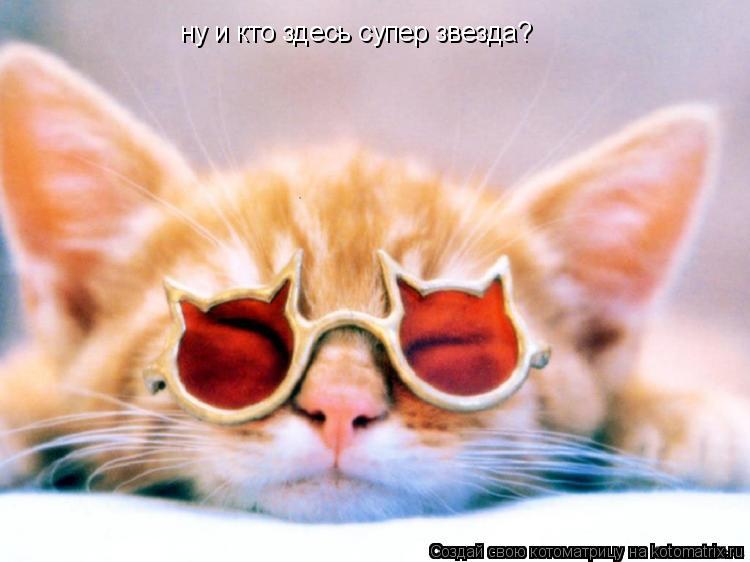 ну и кто здесь супер звезда?... Котоматрица: ну и кто здесь супер звезда?