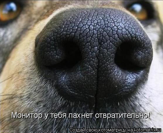 Монитор у тебя пахнет отвратительно!... Котоматрица: Монитор у тебя пахнет отвратительно!