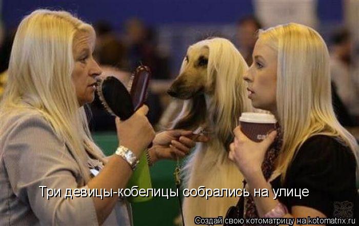 Три девицы-кобелицы собрались на улице... Котоматрица: Три девицы-кобелицы собрались на улице